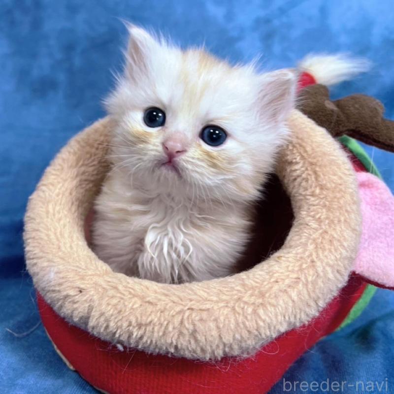 販売中の千葉県のサイベリアン-133971の7枚目