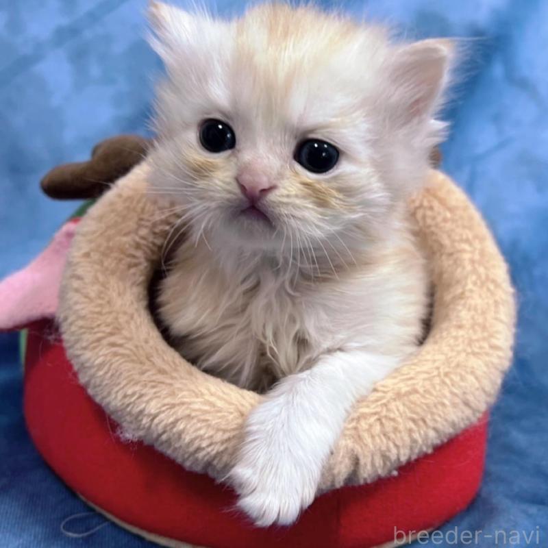 販売中の千葉県のサイベリアン-133971の5枚目