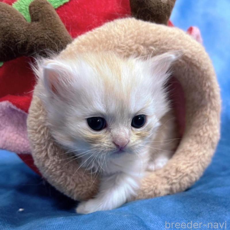 販売中の千葉県のサイベリアン-133971