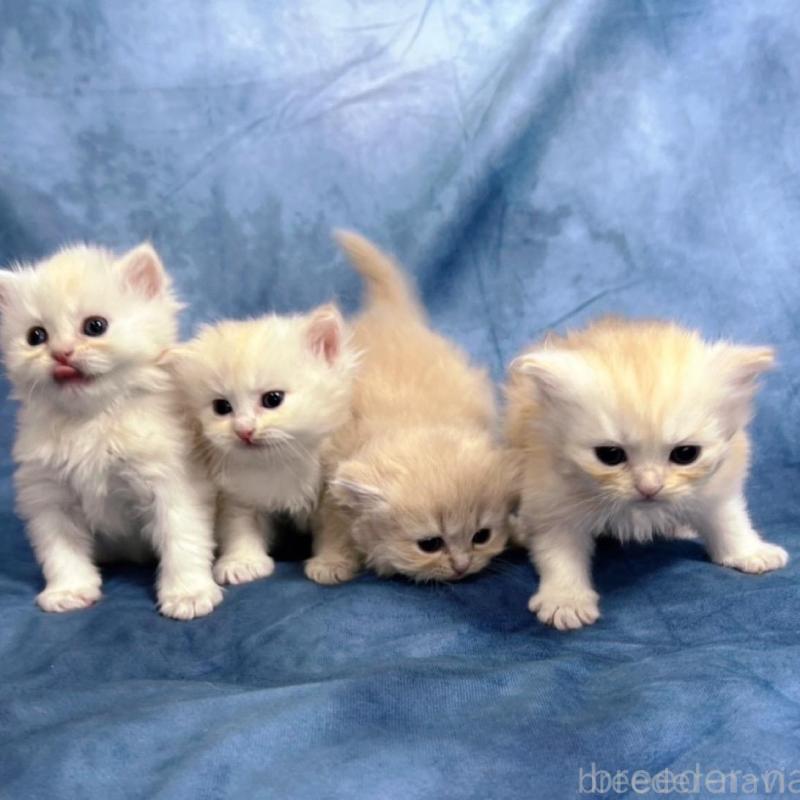 販売中の千葉県のサイベリアン-133971の3枚目