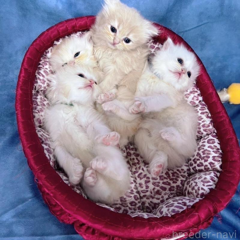 販売中の千葉県のサイベリアン-133971の2枚目