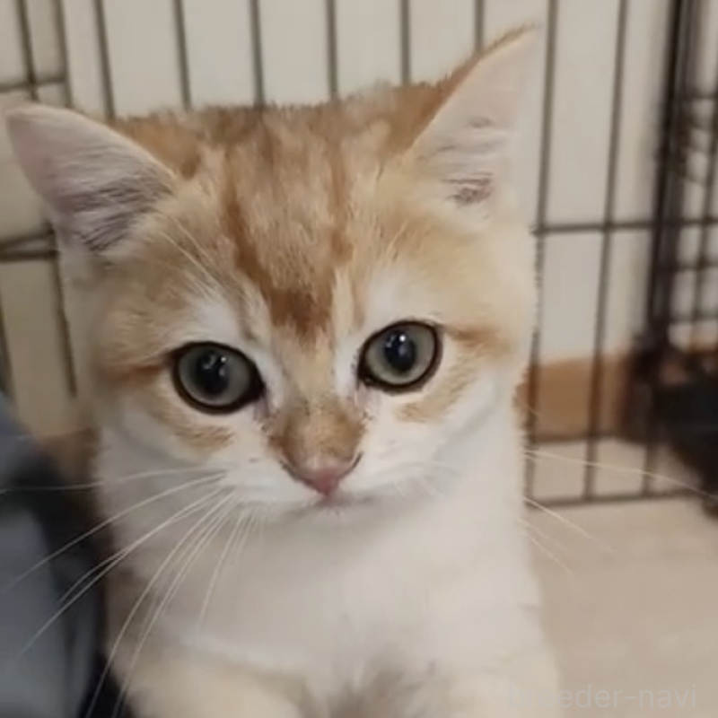 販売中の三重県のブリティッシュショートヘア-133972の1枚目