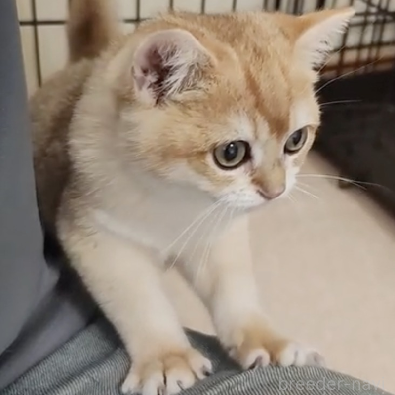 販売中の三重県のブリティッシュショートヘア-133972の2枚目