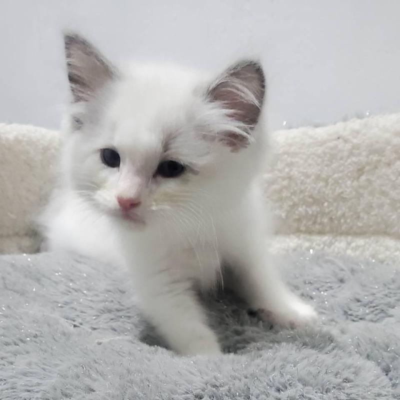 販売中の愛知県のラグドール-133973の2枚目