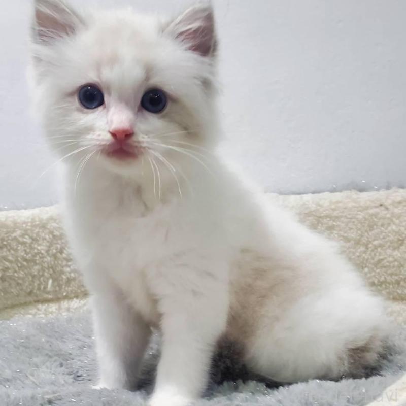 販売中の愛知県のラグドール-133974の3枚目