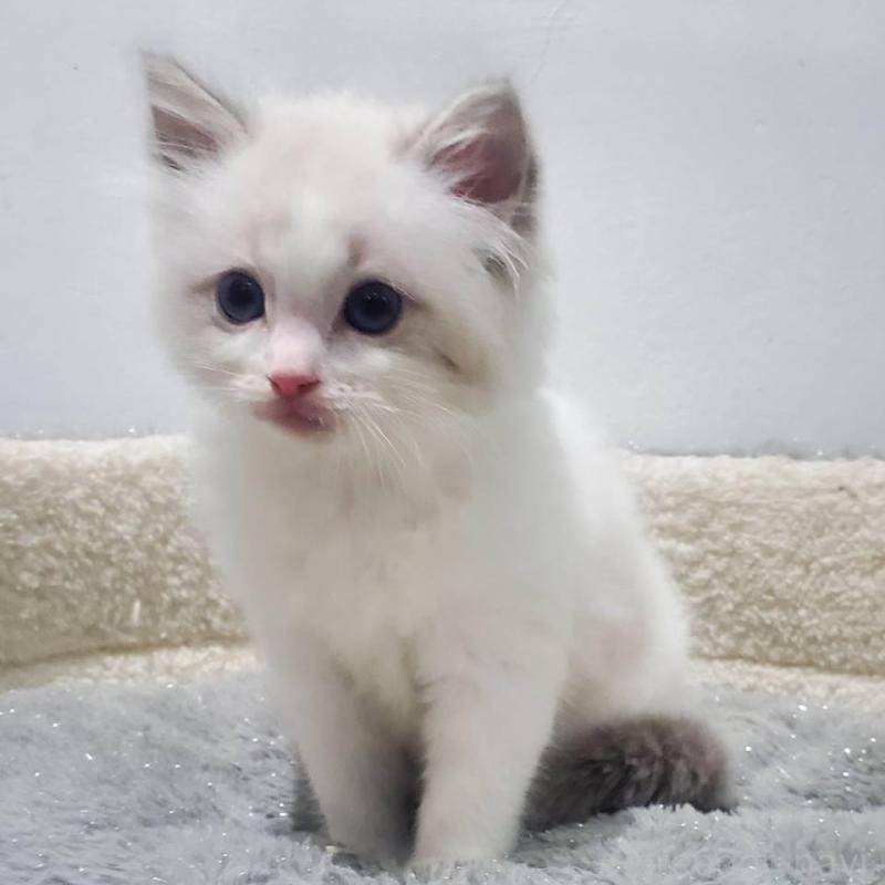 販売中の愛知県のラグドール-133974の1枚目