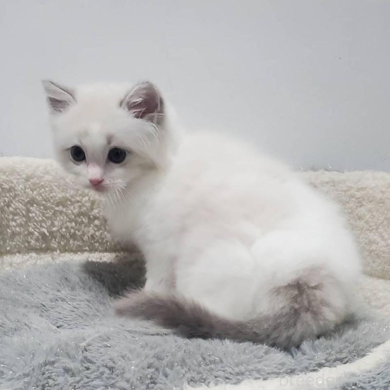 販売中の愛知県のラグドール-133974の2枚目