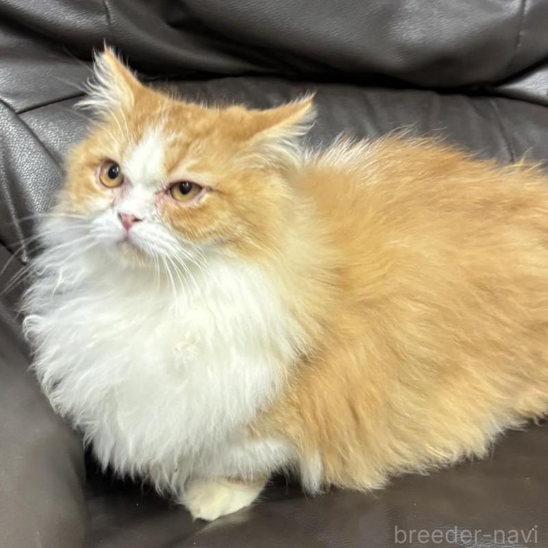 販売中の鹿児島県のミヌエット(短足)-133975