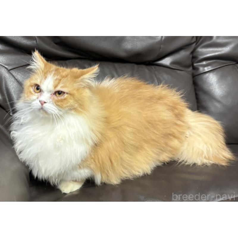 販売中の鹿児島県のミヌエット(短足)-133975の2枚目