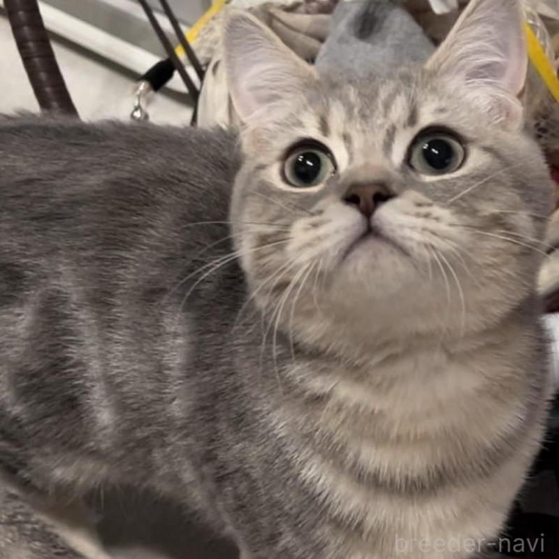 販売中の兵庫県のブリティッシュロングヘア-133976の1枚目