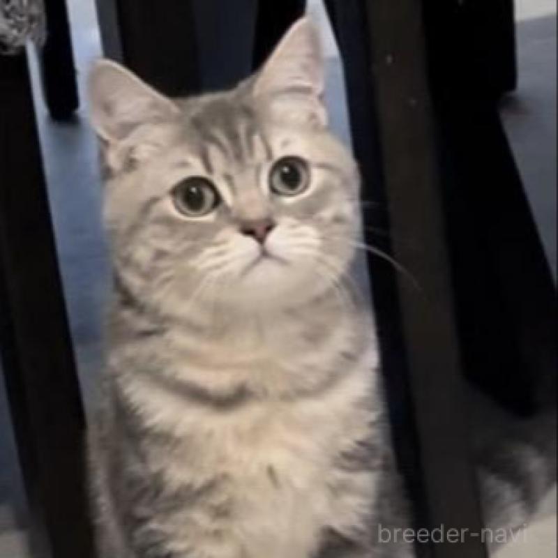 販売中の兵庫県のブリティッシュロングヘア-133976の10枚目