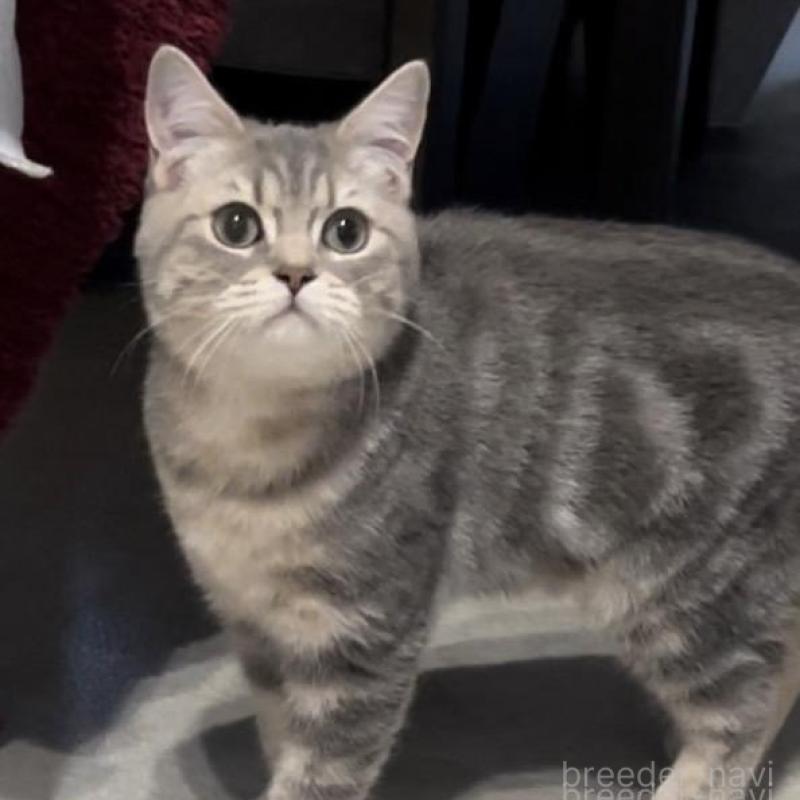 販売中の兵庫県のブリティッシュロングヘア-133976の9枚目