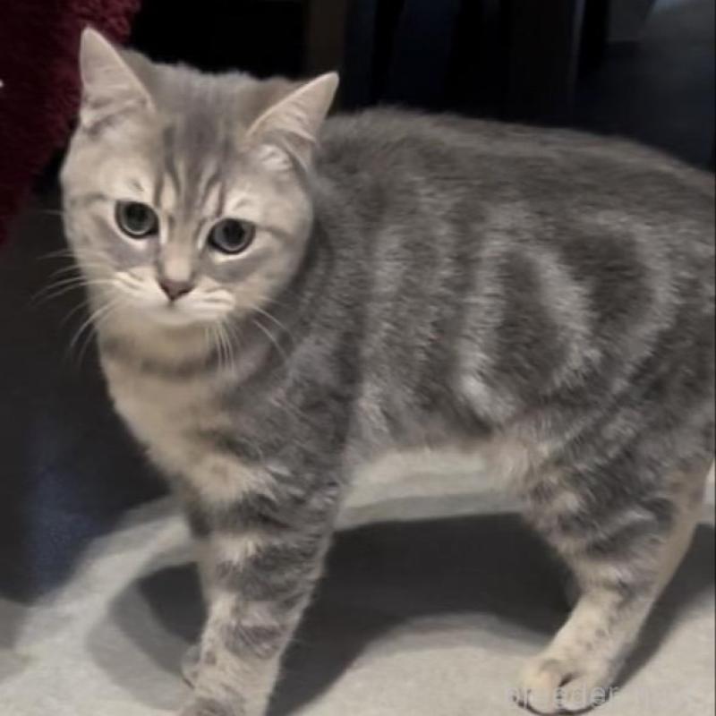 販売中の兵庫県のブリティッシュロングヘア-133976の8枚目