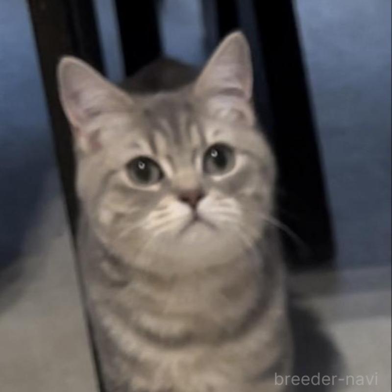 販売中の兵庫県のブリティッシュロングヘア-133976の7枚目