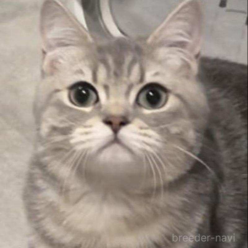 販売中の兵庫県のブリティッシュロングヘア-133976の6枚目