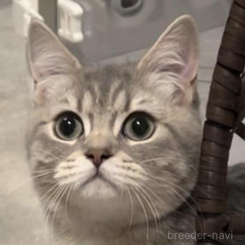 販売中の兵庫県のブリティッシュロングヘア-133976の5枚目