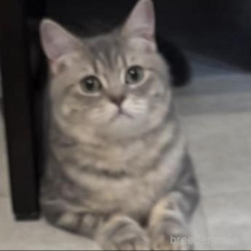 販売中の兵庫県のブリティッシュロングヘア-133976の4枚目