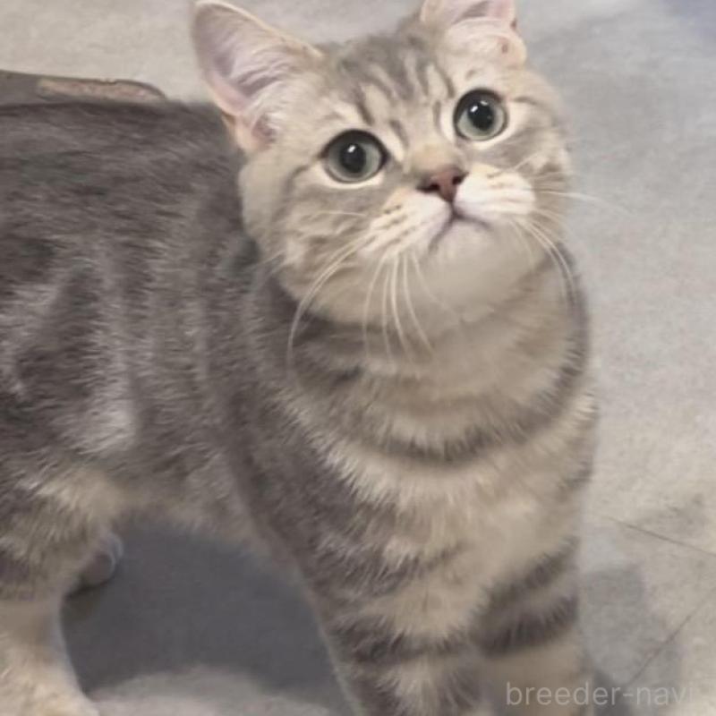 販売中の兵庫県のブリティッシュロングヘア-133976の3枚目