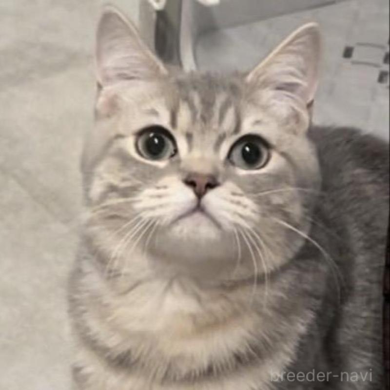 販売中の兵庫県のブリティッシュロングヘア-133976の2枚目