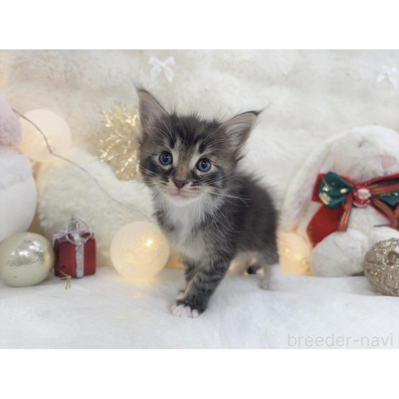 販売中の大阪府のメインクーン-133977の4枚目