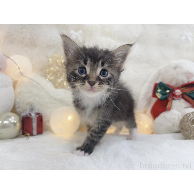 販売中の大阪府のメインクーン-133977の5枚目