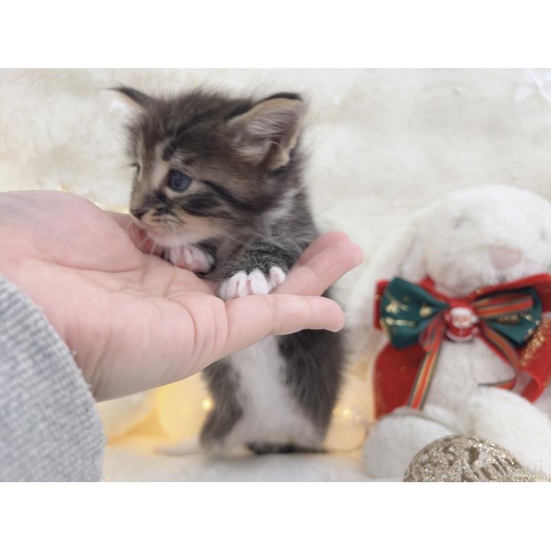 販売中の大阪府のメインクーン-133977の3枚目