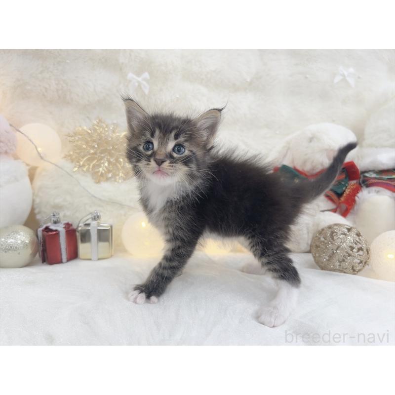 販売中の大阪府のメインクーン-133977の2枚目