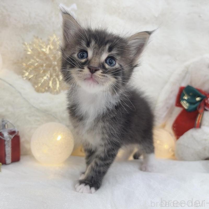 販売中の大阪府のメインクーン-133977の1枚目