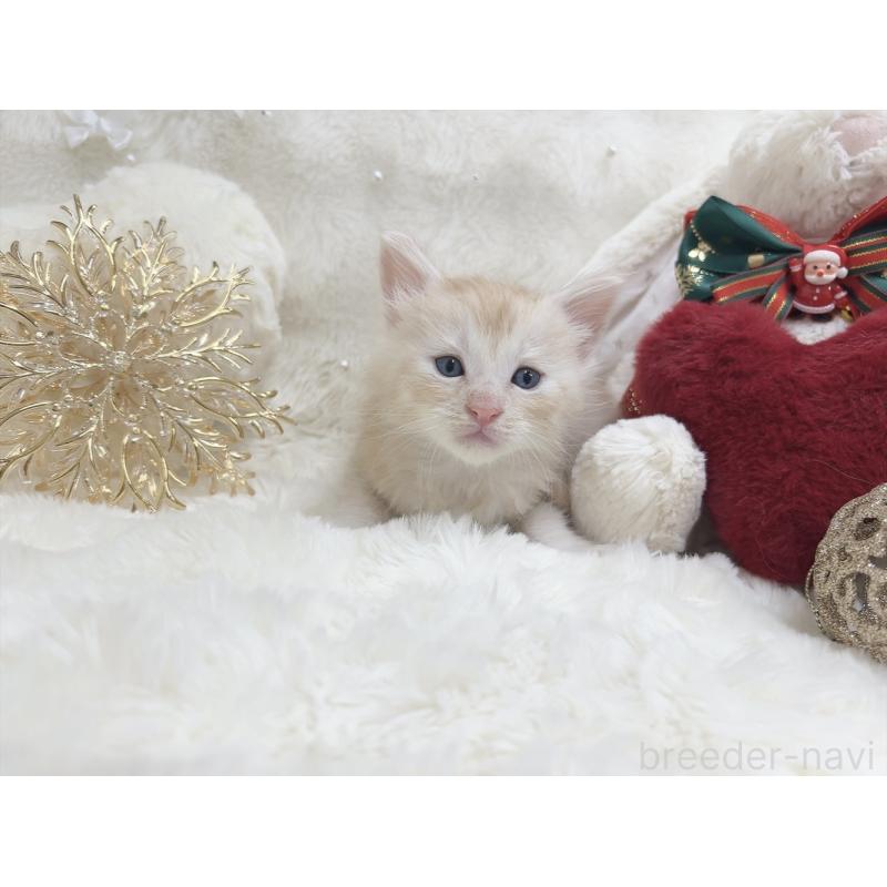 販売中の大阪府のメインクーン-133978の4枚目