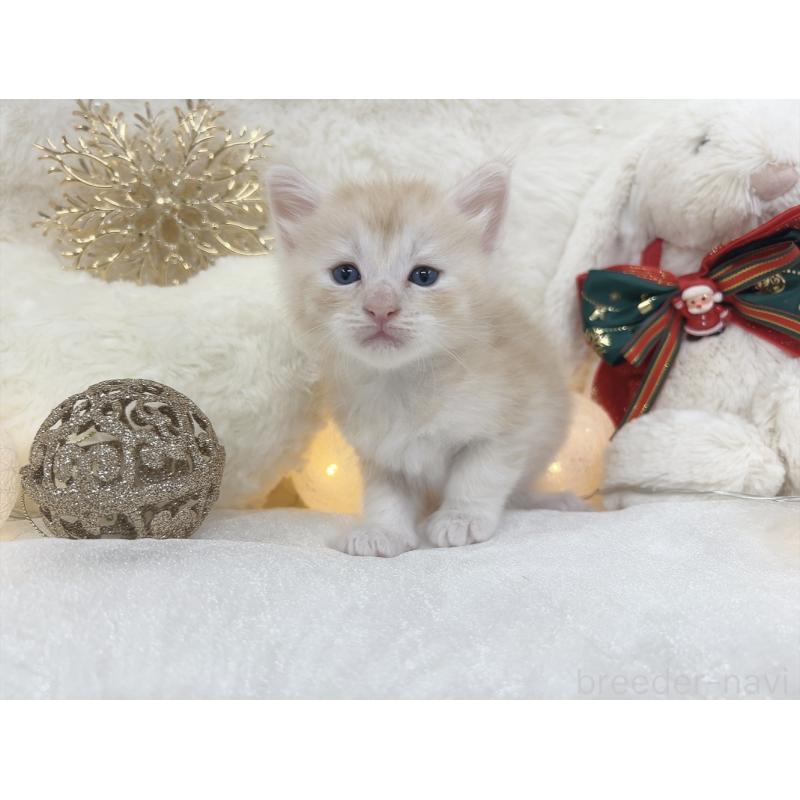 販売中の大阪府のメインクーン-133978の3枚目