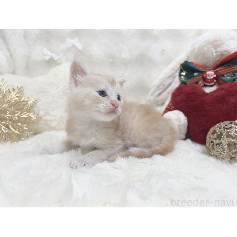 販売中の大阪府のメインクーン-133978の2枚目