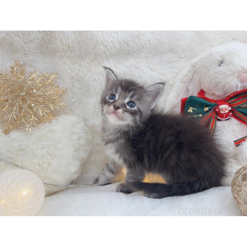 販売中の大阪府のメインクーン-133979の7枚目