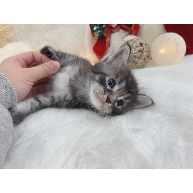 販売中の大阪府のメインクーン-133979の6枚目