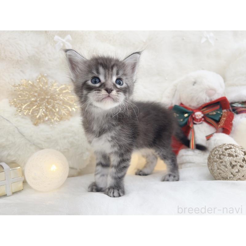 販売中の大阪府のメインクーン-133979の5枚目