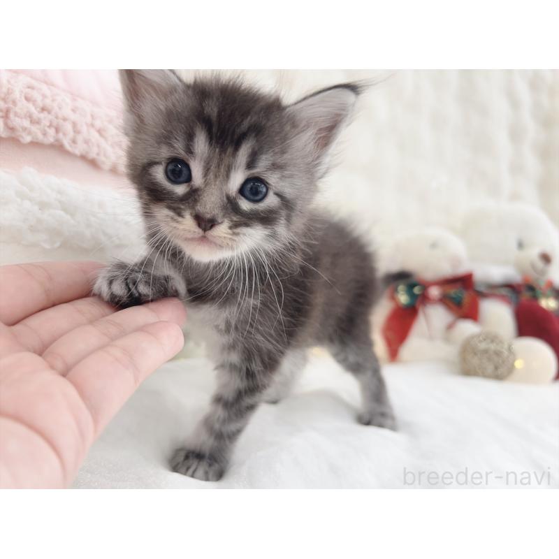 販売中の大阪府のメインクーン-133979の3枚目