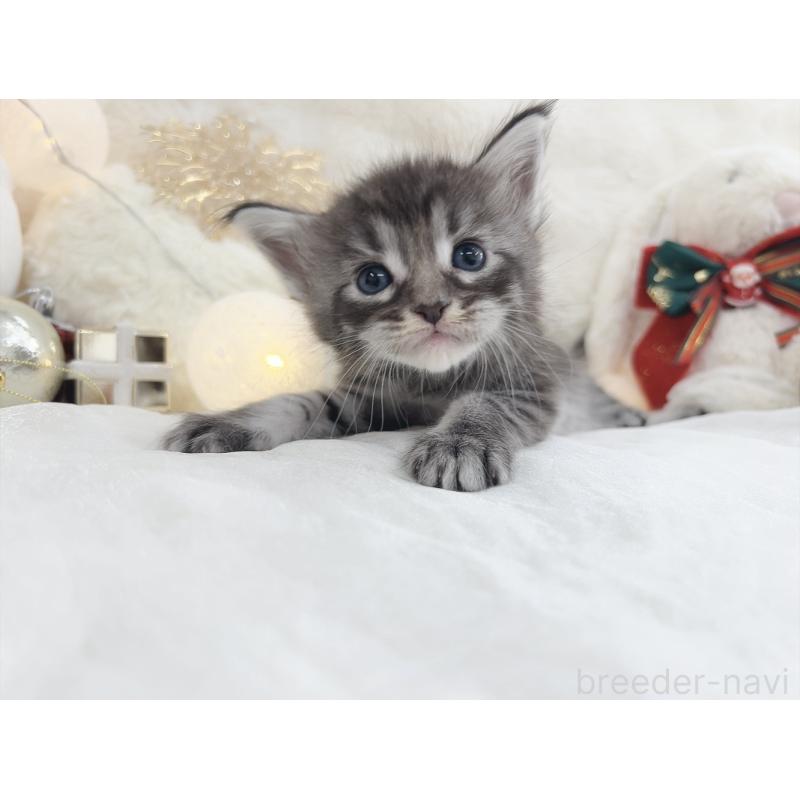 販売中の大阪府のメインクーン-133979の4枚目