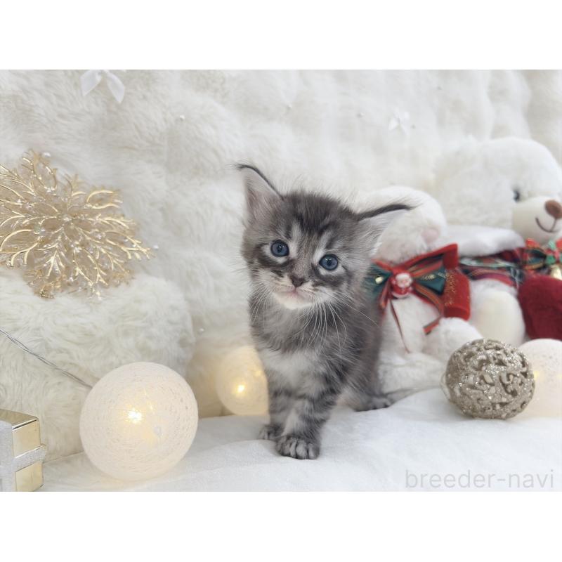 販売中の大阪府のメインクーン-133979の2枚目