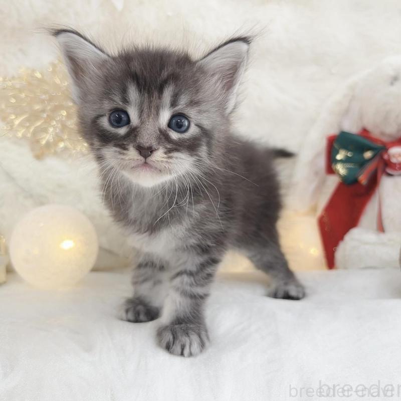 販売中の大阪府のメインクーン-133979の1枚目