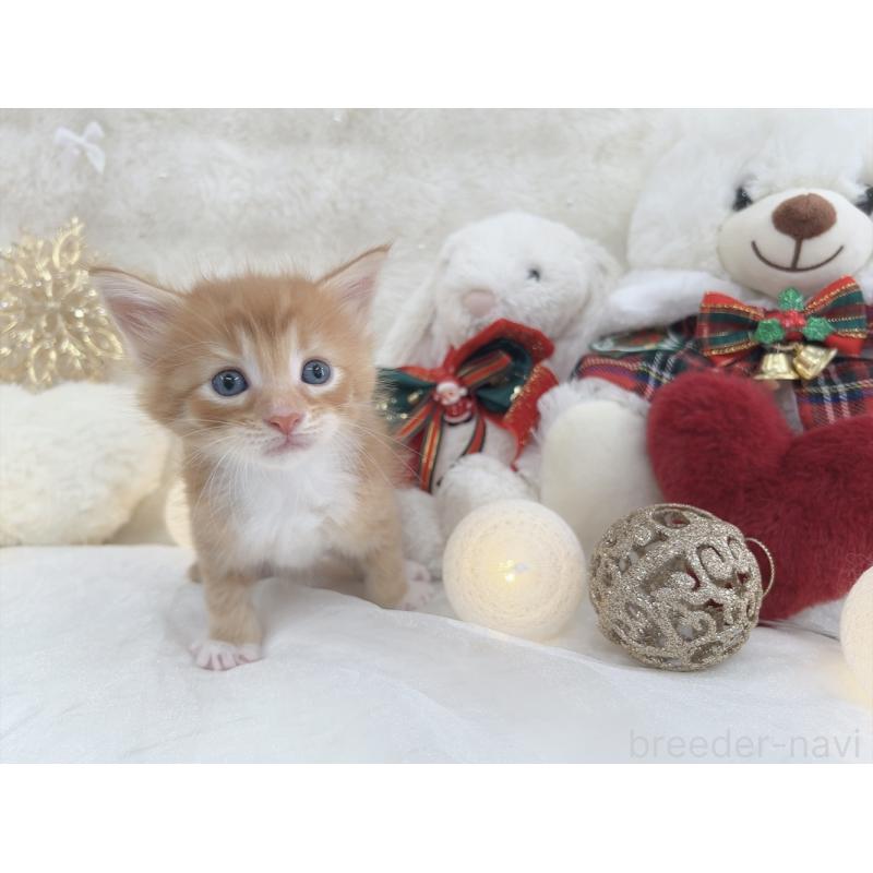 販売中の大阪府のメインクーン-133980の6枚目