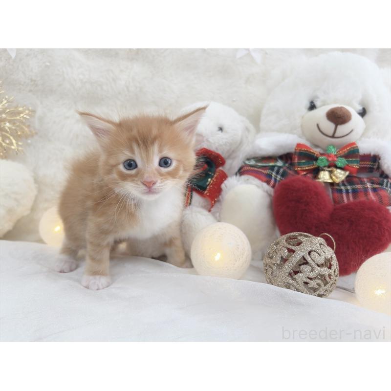 販売中の大阪府のメインクーン-133980の5枚目