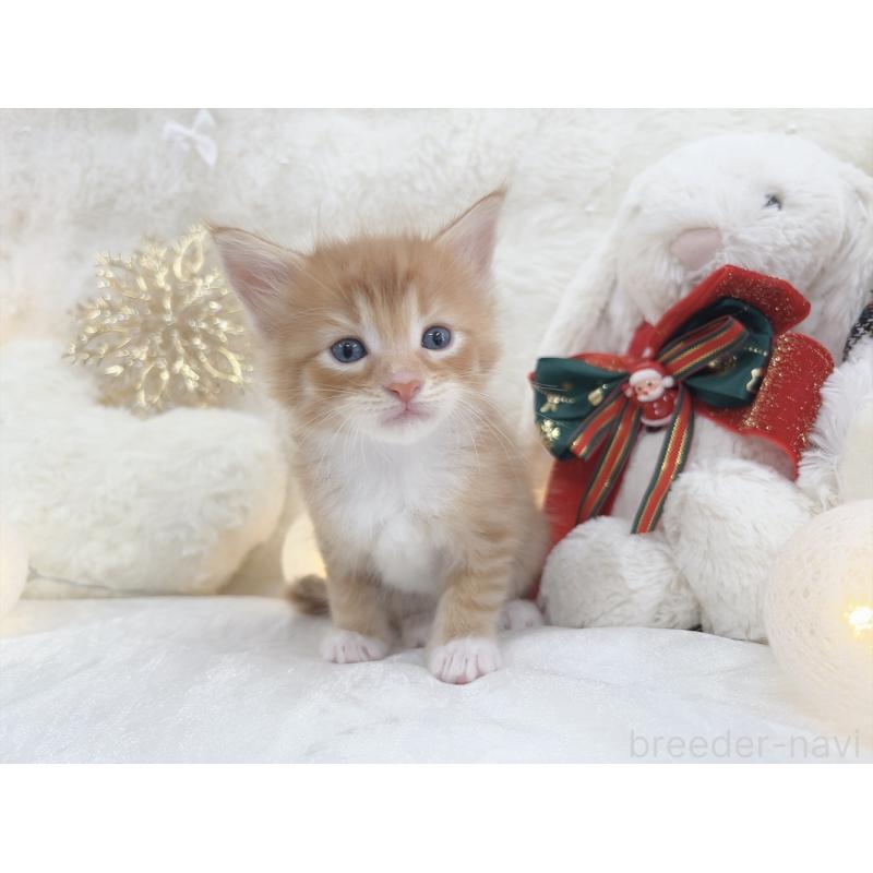 販売中の大阪府のメインクーン-133980の4枚目