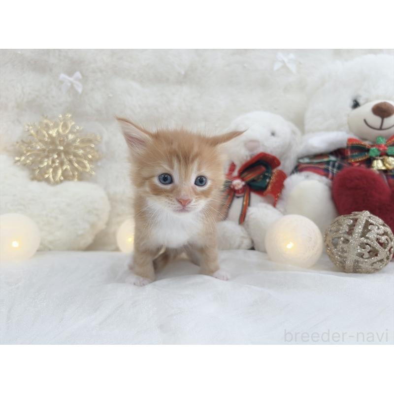 販売中の大阪府のメインクーン-133980の3枚目