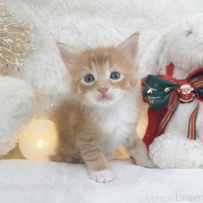 販売中の大阪府のメインクーン-133980