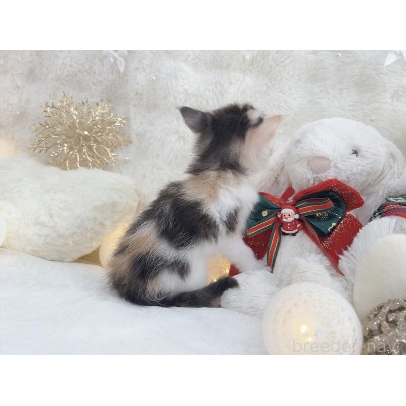 販売中の大阪府のメインクーン-133981の7枚目