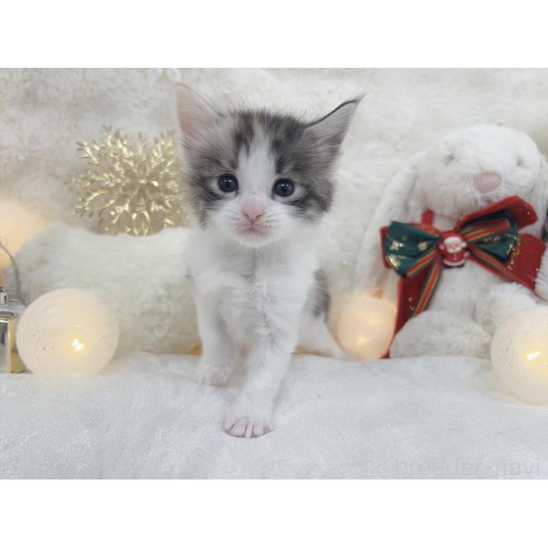 販売中の大阪府のメインクーン-133981の6枚目