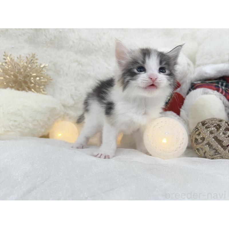 販売中の大阪府のメインクーン-133981の5枚目