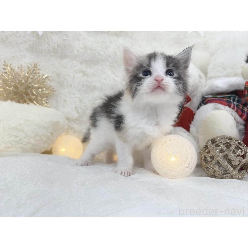 販売中の大阪府のメインクーン-133981の4枚目