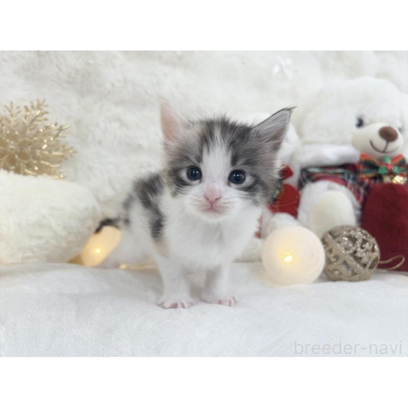 販売中の大阪府のメインクーン-133981の3枚目