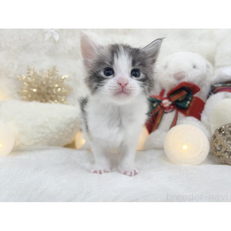 販売中の大阪府のメインクーン-133981の2枚目