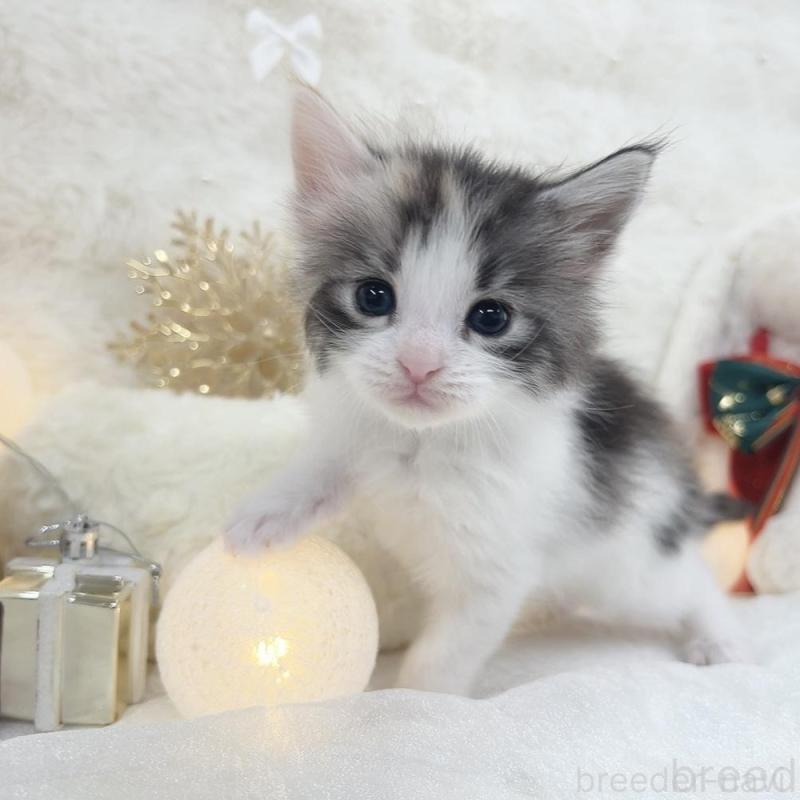 販売中の大阪府のメインクーン-133981